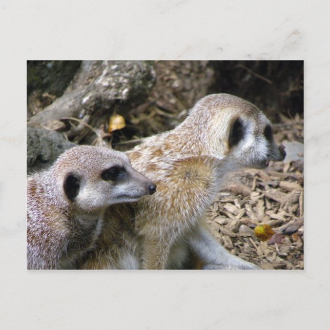 Meerkat Postcard (Front)