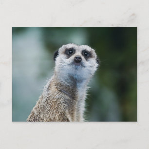 Meerkat Postcard