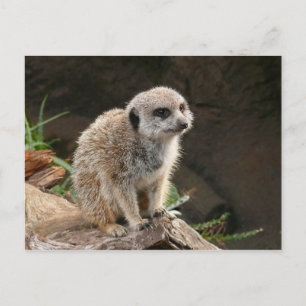 Meerkat Postcard