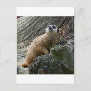 Meerkat Postcard