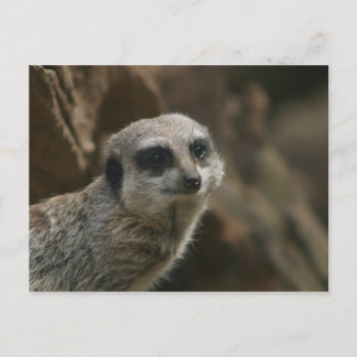 Meerkat Postcard