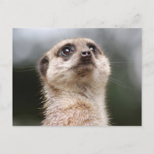 Meerkat Postcard