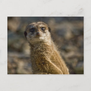 Meerkat Postcard