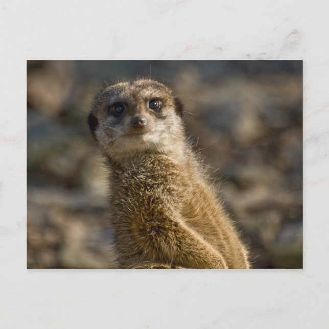 Meerkat Postcard (Front)