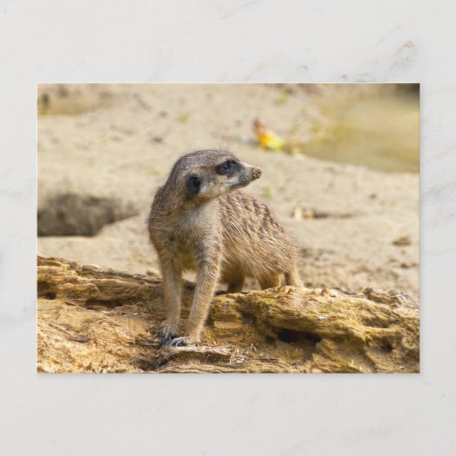 Meerkat Postcard (Front)