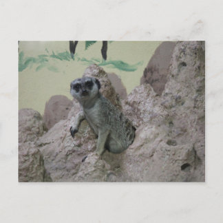 Meerkat Postcard