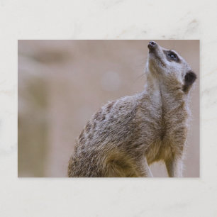 meerkat postcard