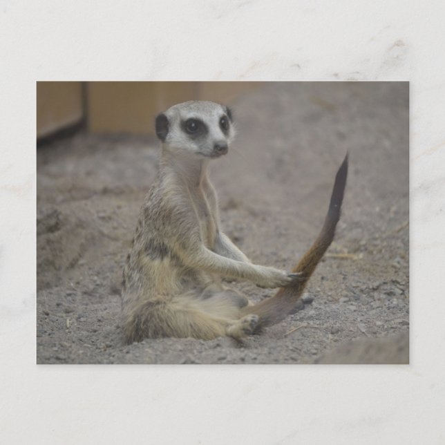 Meerkat Postcard (Front)
