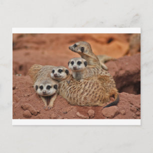Meerkat Postcard