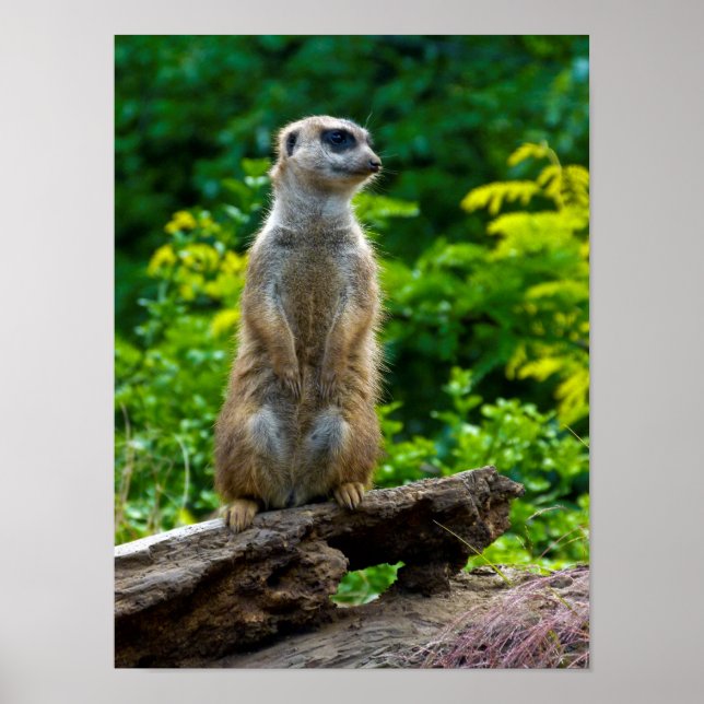 Meerkat Poster (Front)