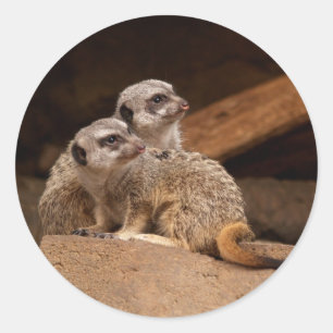 Meerkat Round Sticker