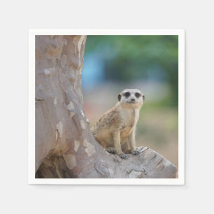Meerkat Sat on Tree Napkin