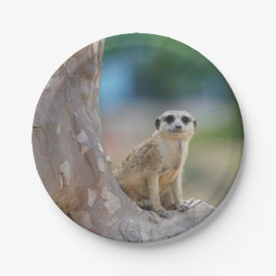 Meerkat Sat on Tree Paper Plate