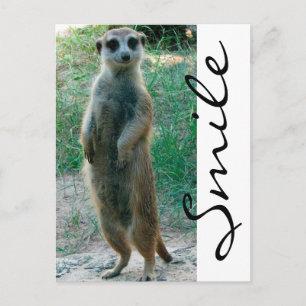 Meerkat Smile Postcard