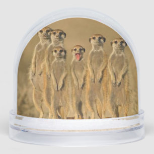 Meerkat  snowglobe
