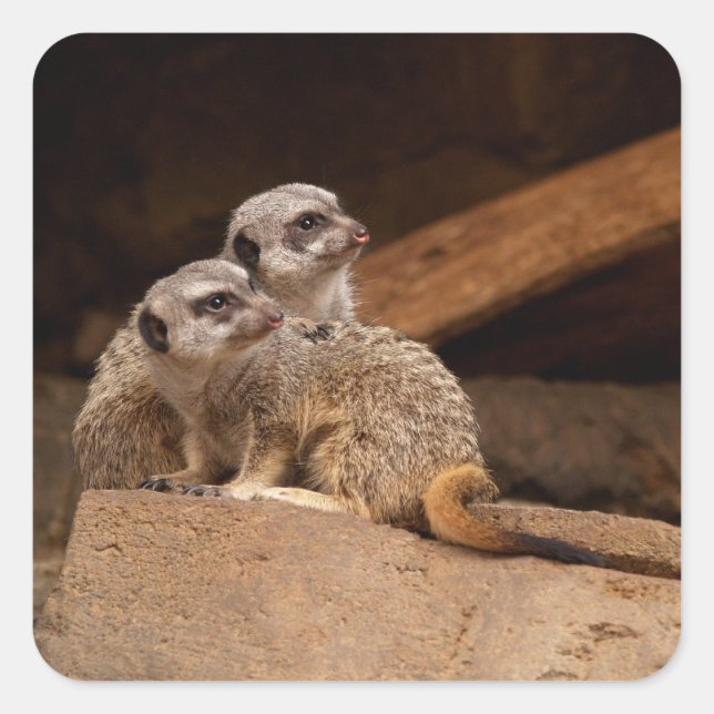 Meerkat Square Sticker (Front)