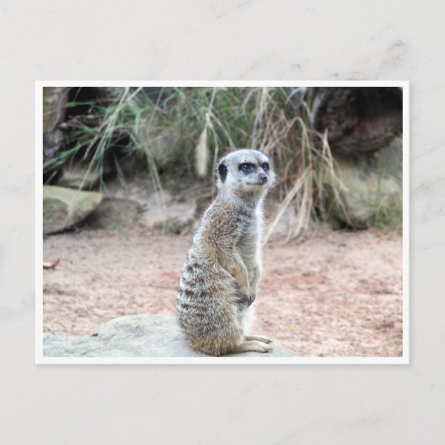 meerkat stand postcard (Front)