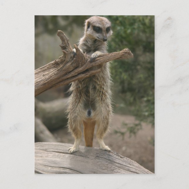Meerkat Standing Postcard (Front)