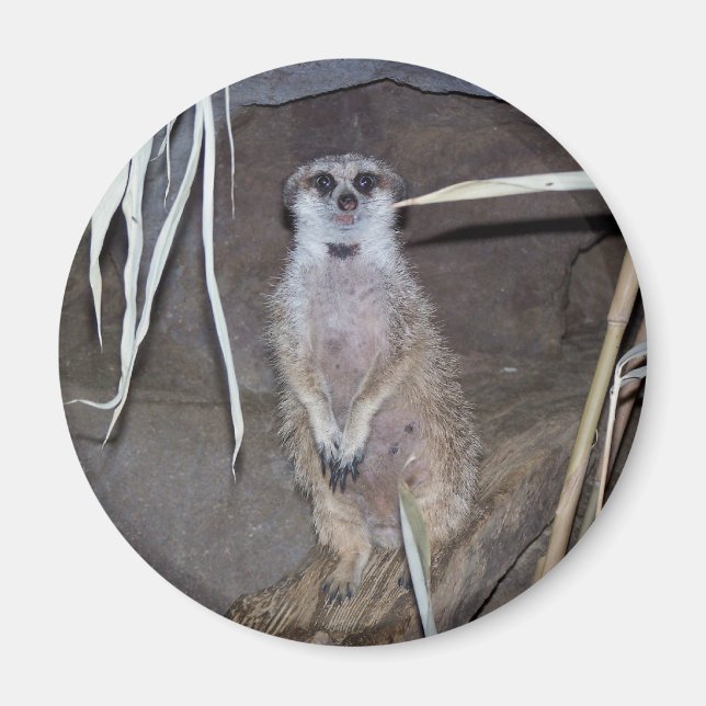 Meerkat Staring Magnet (Front)