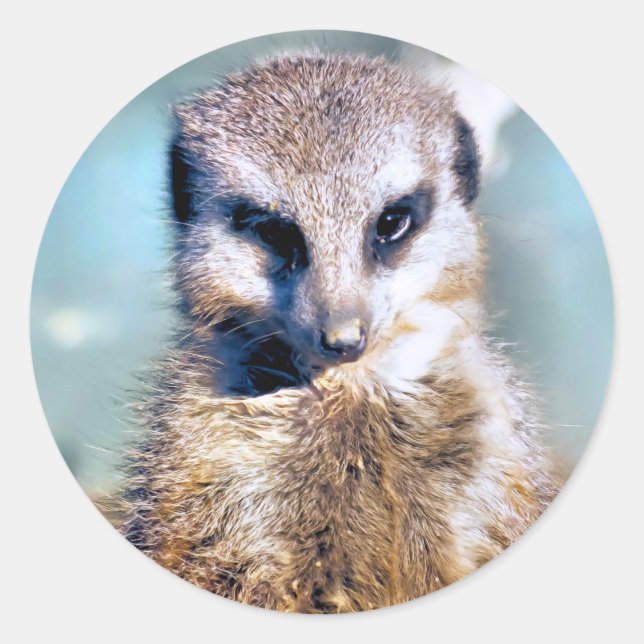 MEERKAT Sticker (Front)