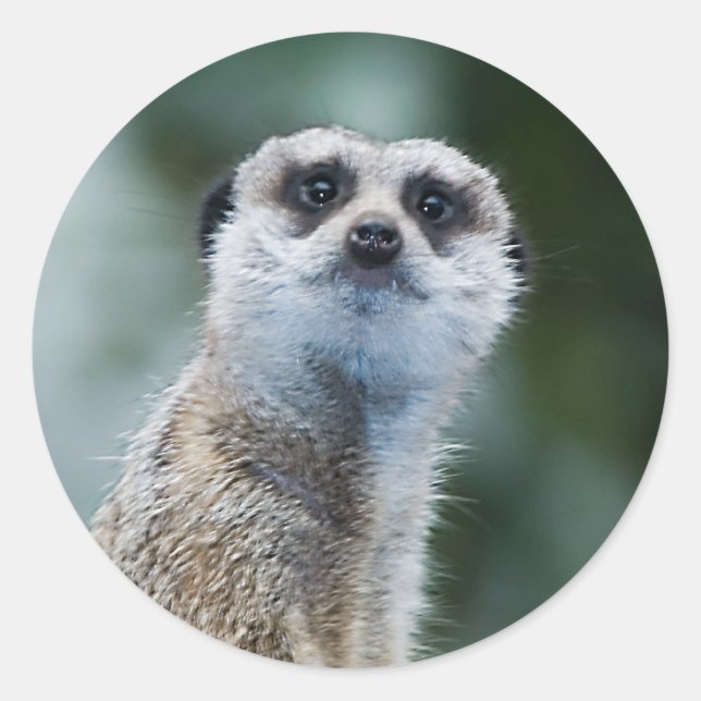 Meerkat Sticker (Front)