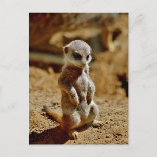 Meerkat Style Postcard