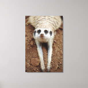 Meerkat (Suricata Suricatta) Cooling Down Canvas Print