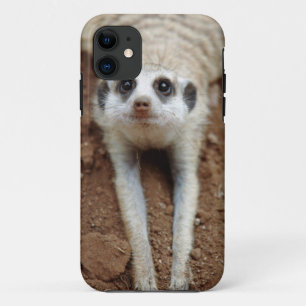 Meerkat (Suricata Suricatta) Cooling Down iPhone 11 Case