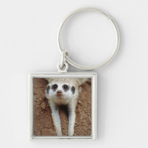 Meerkat (Suricata Suricatta) Cooling Down Keychain