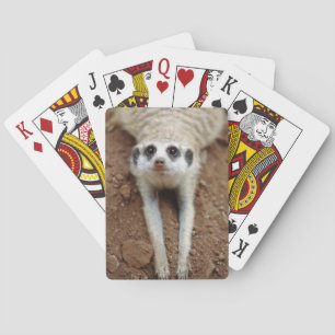 Meerkat (Suricata Suricatta) Cooling Down Playing Cards