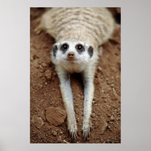 Meerkat (Suricata Suricatta) Cooling Down Poster