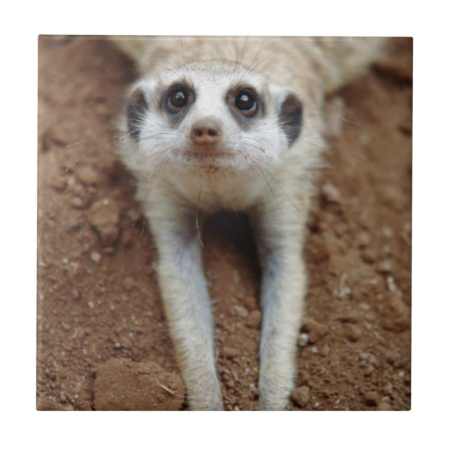 Meerkat (Suricata Suricatta) Cooling Down Tile (Front)