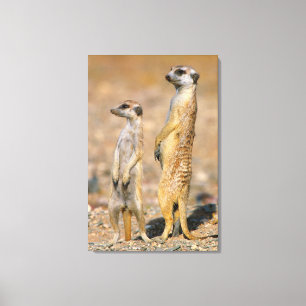 Meerkat (Suricata Suricatta) Sentinels, Karas Canvas Print