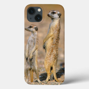 Meerkat (Suricata Suricatta) Sentinels, Karas iPhone 13 Case