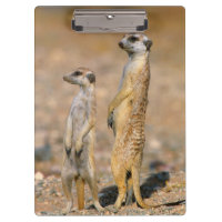 Meerkat (Suricata Suricatta) Sentinels, Karas