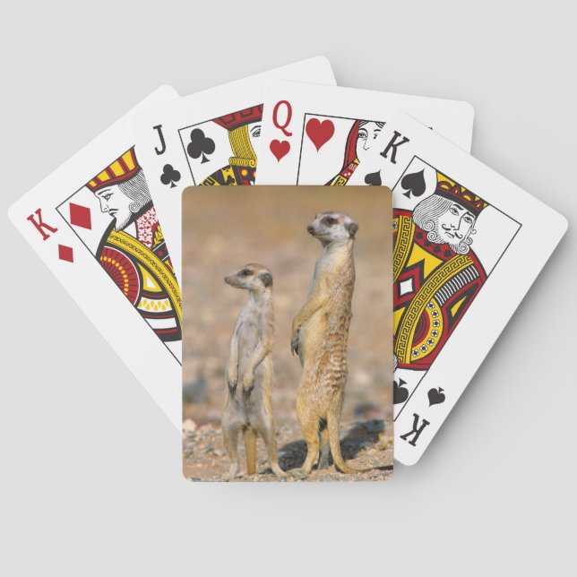 Meerkat (Suricata Suricatta) Sentinels, Karas Playing Cards (Back)