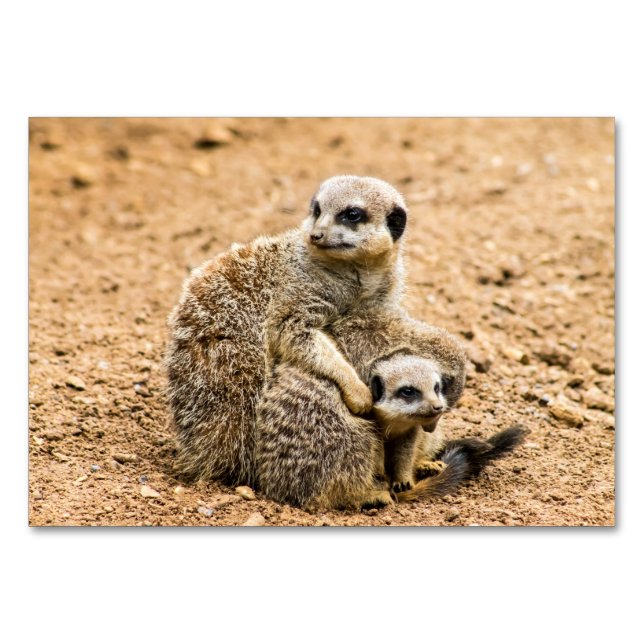 Meerkat Table Card (Front)