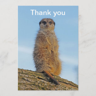 Meerkat Thank You Card