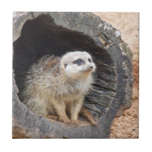 Meerkat Tile