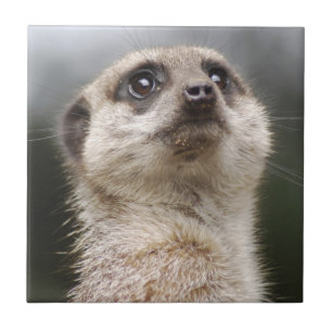 Meerkat Tile
