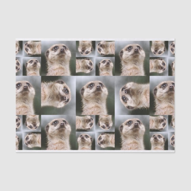 Meerkat Tissue Paper (Front)