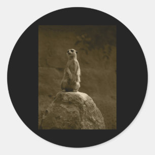 Meerkat Valencia Tint Vertical Sticker 