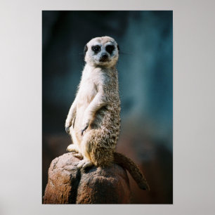 Meerkat Watch - Poster
