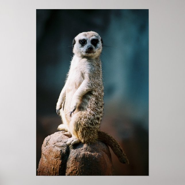 Meerkat Watch - Poster (Front)