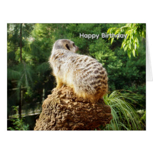 Meerkat With High Views, Big Birthday Card