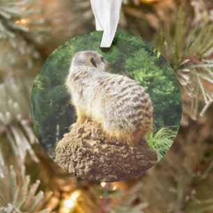 Meerkat With High Views, Ornament
