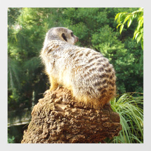 Meerkat With High Views, Window Cling