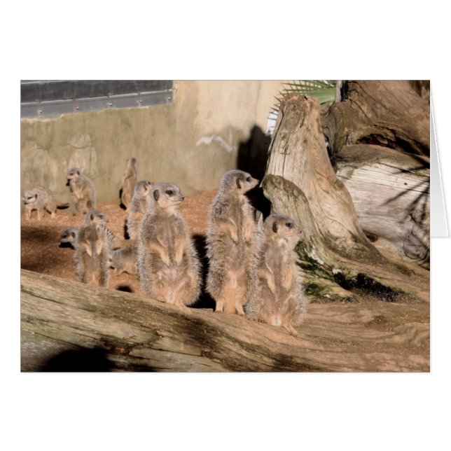 Meerkats (Devant horizontal)