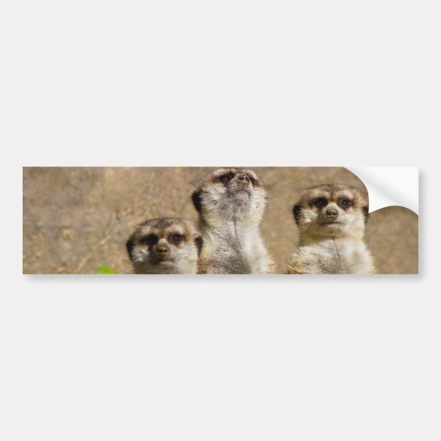 Meerkats Bumper Sticker (Front)