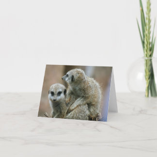 Meerkats Card